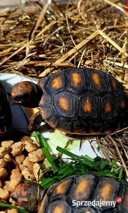 Młode Żółwie Żabuti Chelonoidis carbonarius Rybnik sprzedam