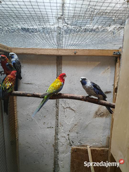 Rozelle królewskie Bochnia