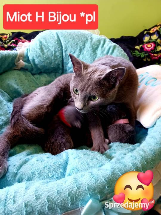 Kocięta rosyjskie niebieskie z rod 5 pok Bijou mazowieckie Węgrów