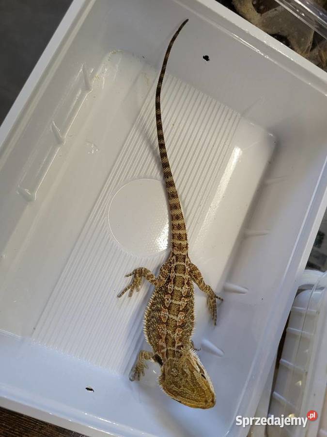 Agama Brodata Sklep Zoologiczny Katowice