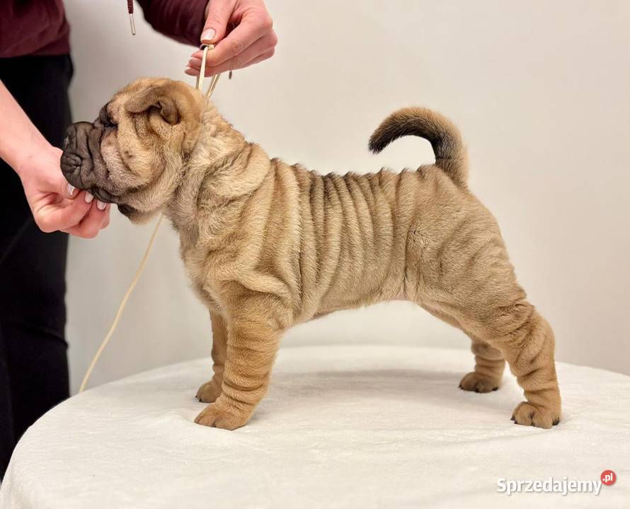Szczenięta Shar Pei FCI Piotrków Kujawski sprzedam