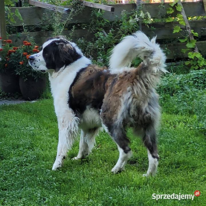 moskiewski pies stróżujący szczeniaki podlaskie Białystok