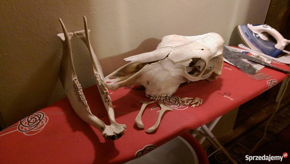 Czaszka krowy Lublin