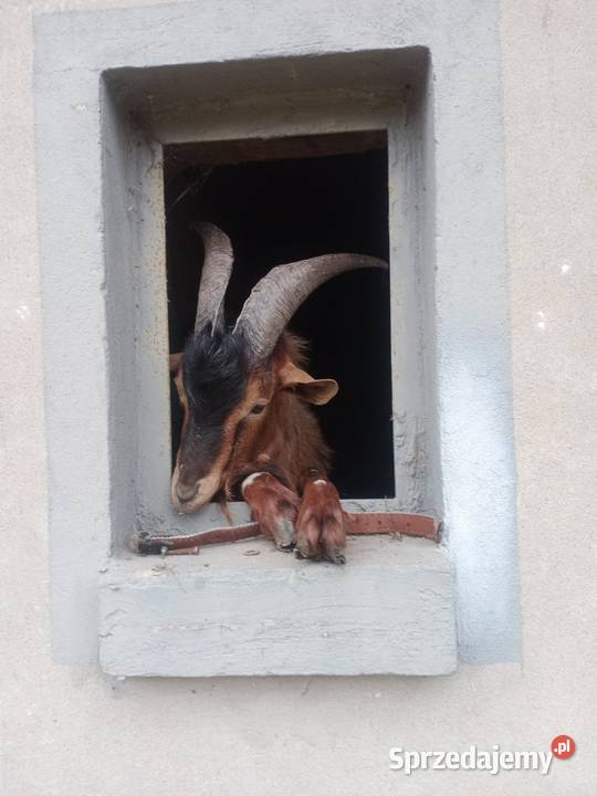 Kozioł dwuletni Pionki