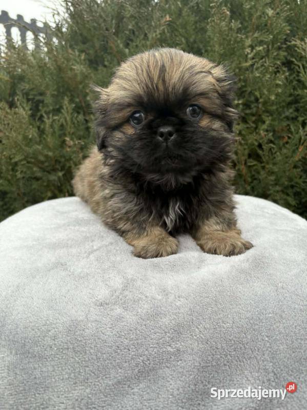 Piekińczyk trzy samce szczeniaki Kraków sprzedam