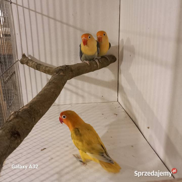 Nierozłączki fischera Ptaki Garwolin