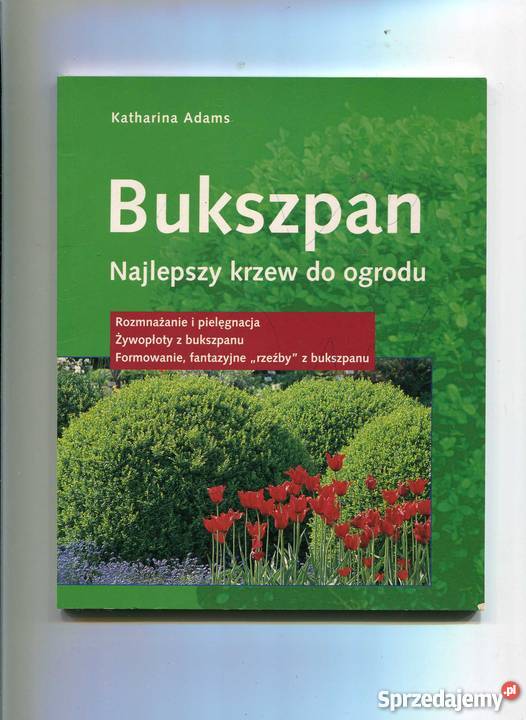Bukszpan Najlepszy krzew do ogrodu Szczecin
