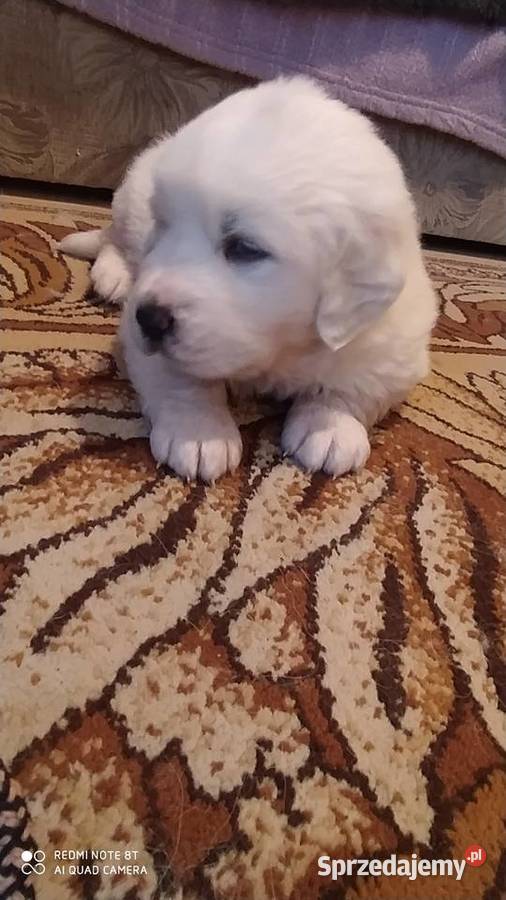 Owczarki Podhalanskie mazowieckie Łochów