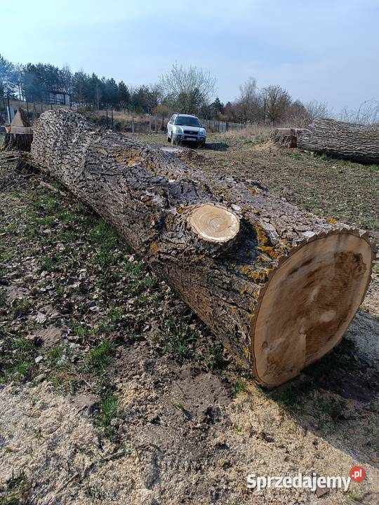 Topola kłoda drzewo drewno plastry Złotów
