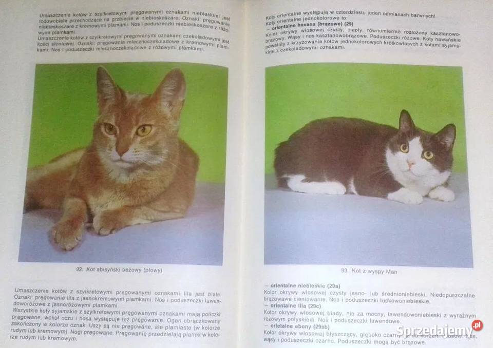 Mój kot Aleksandra KonarskaSzubska