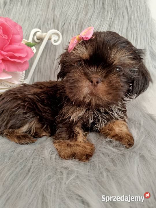 Gotowa do odbioru czekolada suczka rasy ShihTzu Kluczbork