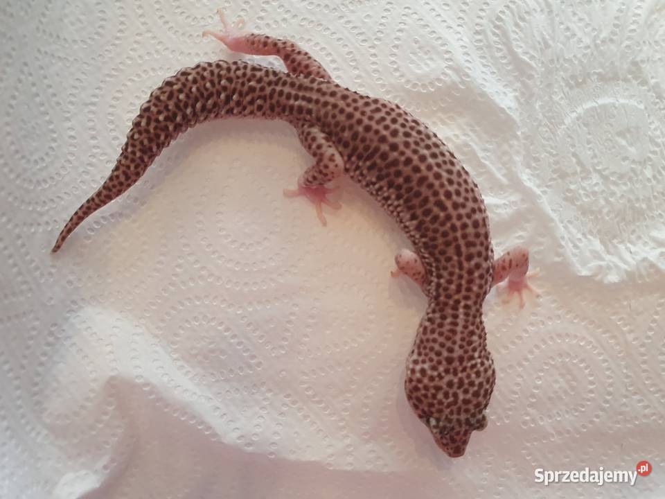 Gekon lamparci super mack snow Wrocław