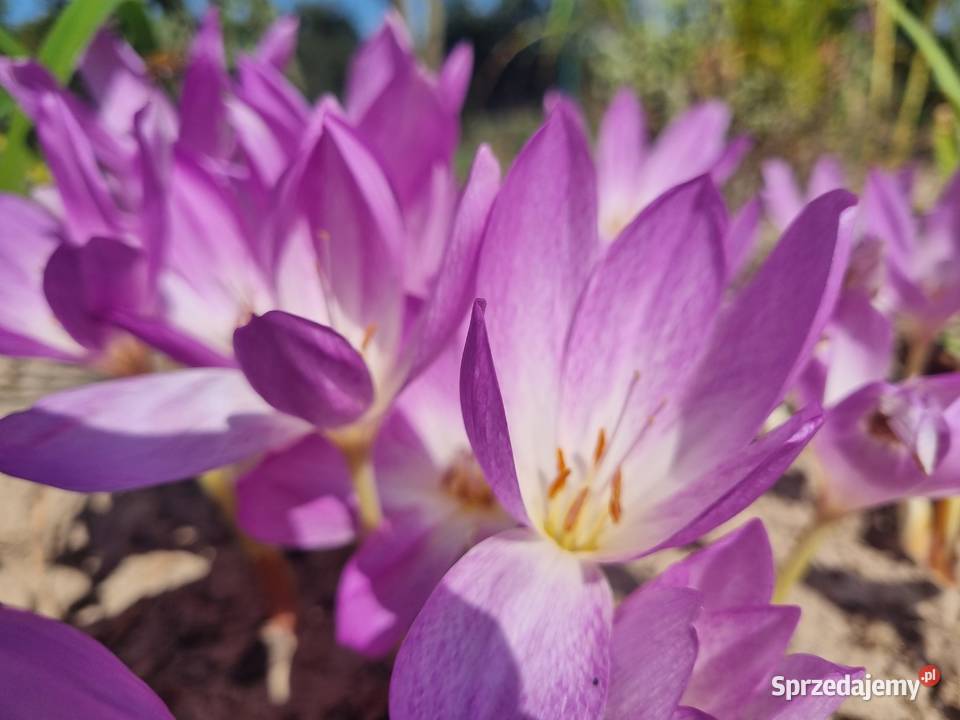Zimowit jesienny Duże cebule XXL fioletowy Lublin