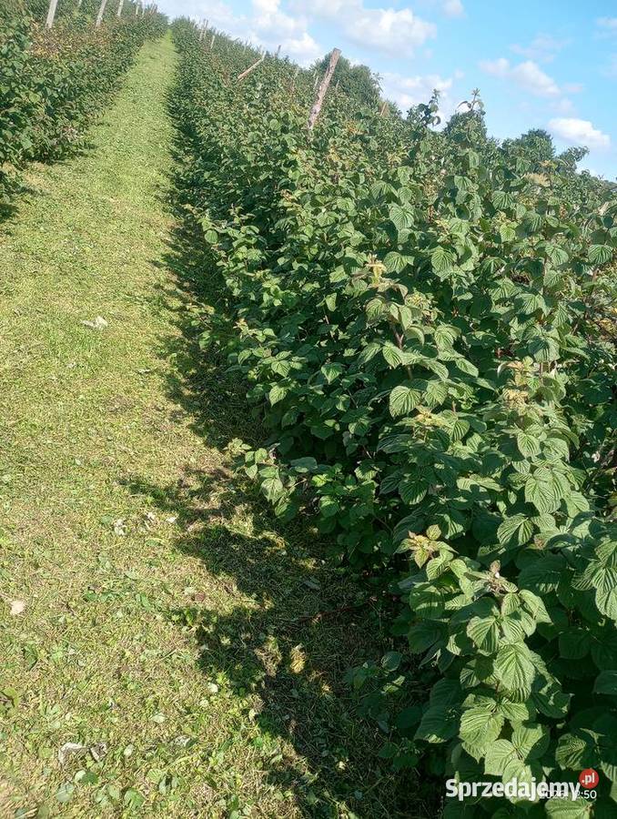Maliny letnie Chrzanów sprzedam