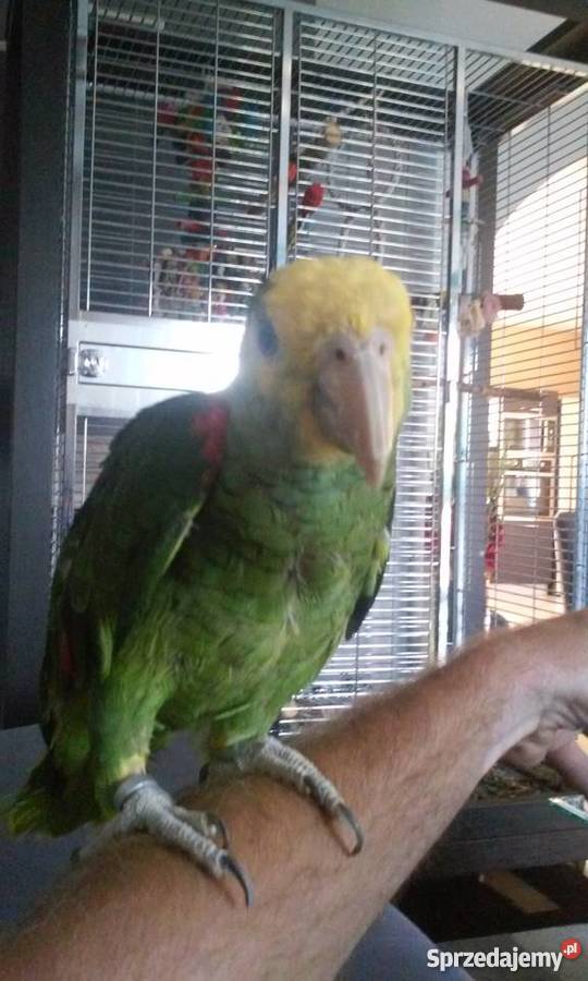 Sprzedam Amazonka Oratrix Konin