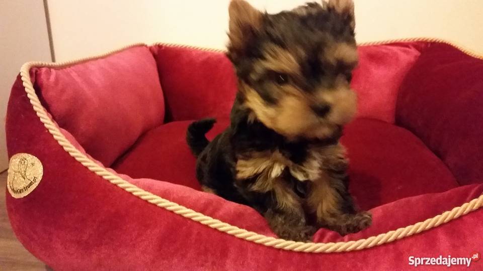 Yorkshire Terrier York Yorki Kraków Psy