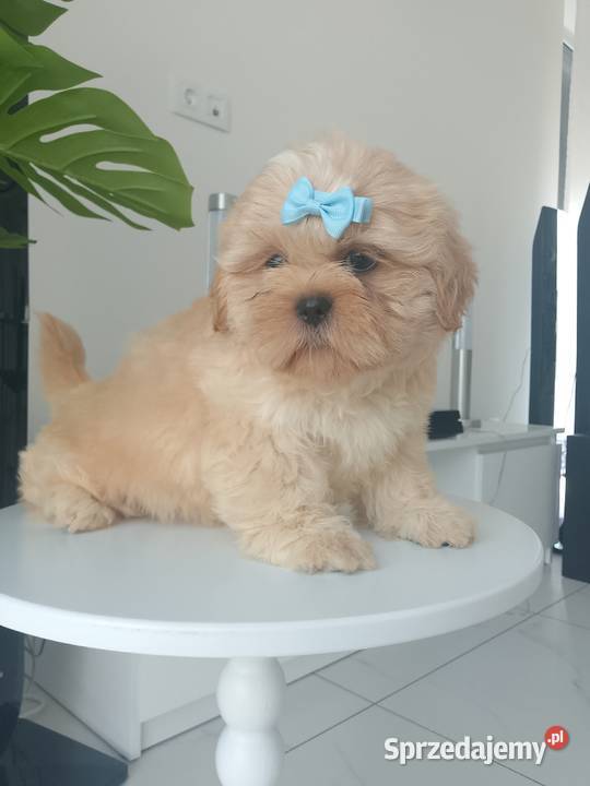 Ostatni piesek rasy ShihTzu szuka domku Namysłów