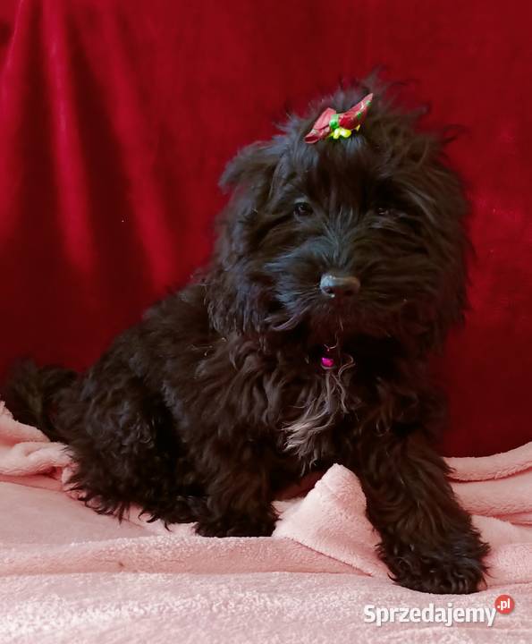 Cockapoo Suczka Pozostałe