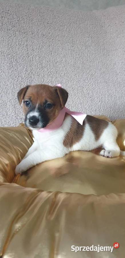 Jack Russell Terrier suczka Jack Russell Terrier Szarlejka sprzedam
