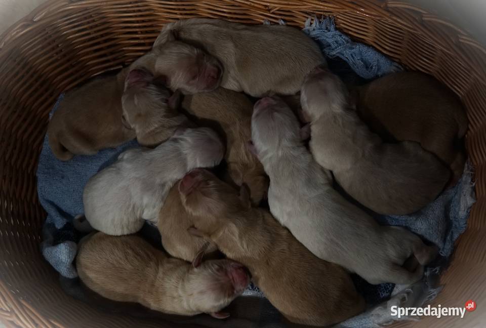Szczeniak Golden Retriever