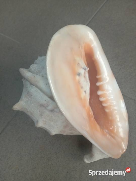 Muszla morska duża beżowy Gdańsk