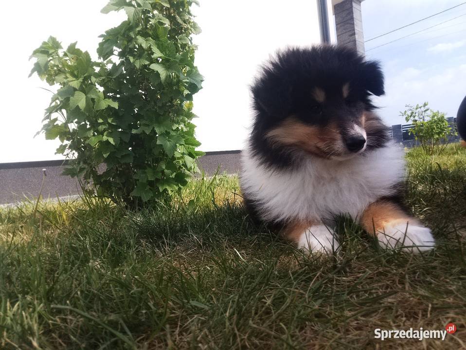 Owczarek szkocki collie ZKwP FCI Garwolin