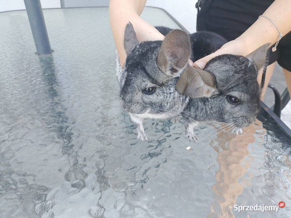 Szynszyle 2 samice dwuletnie świętokrzyskie