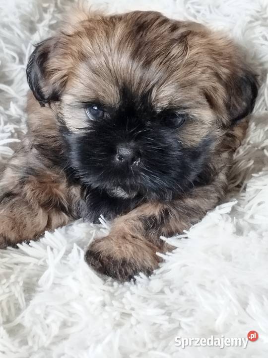 Złoty Shih tzu z rodowodem łódzkie Wróblew sprzedam