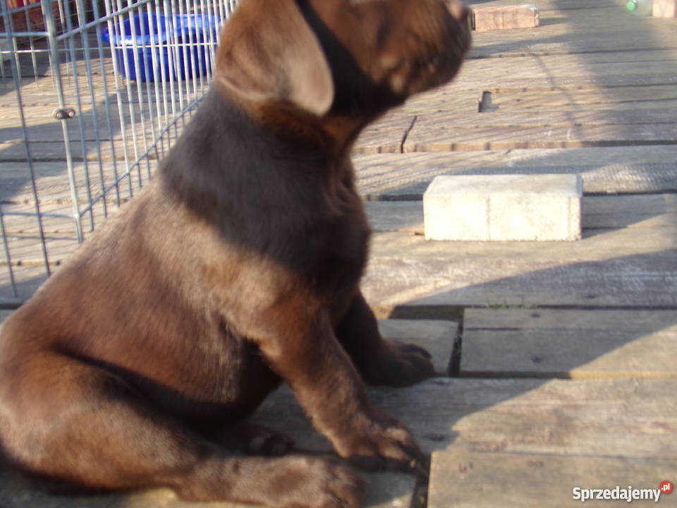 Sprzedam szczenięta labrador retriever Wrocław sprzedam
