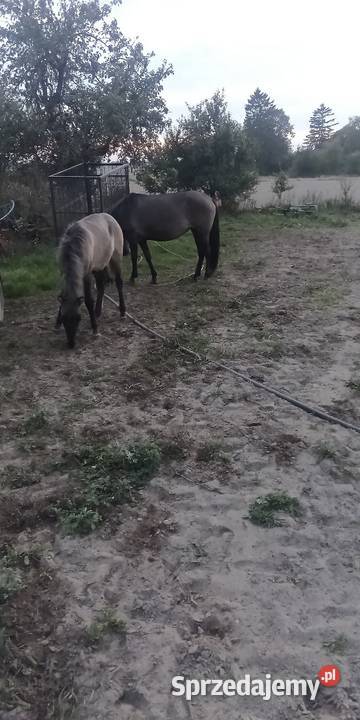 Sprzedam kobyłe ze źrubką Stok