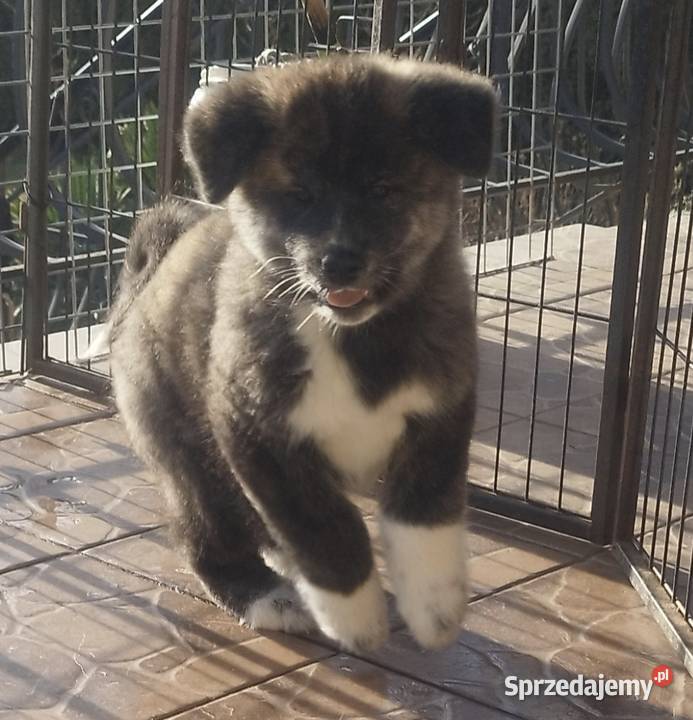 Akita inu sunia Zkwp pręgowana mazowieckie Rajszew