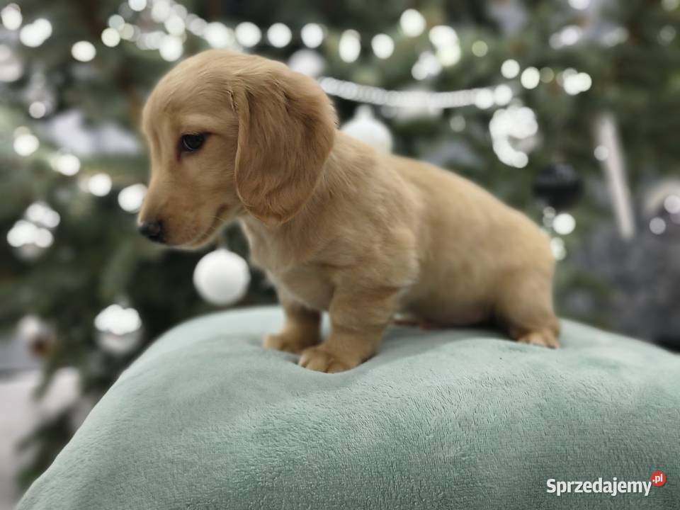 Jammik długowłosy miniaturowy kremowy Dackel