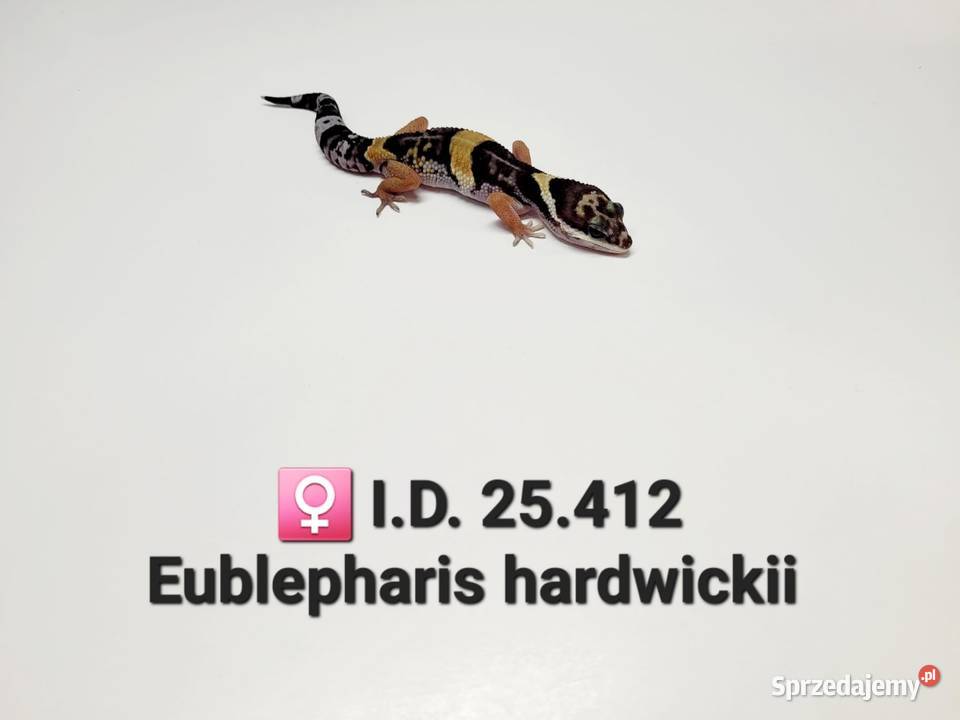 Eublepharis hardwickii gekon Zawiercie