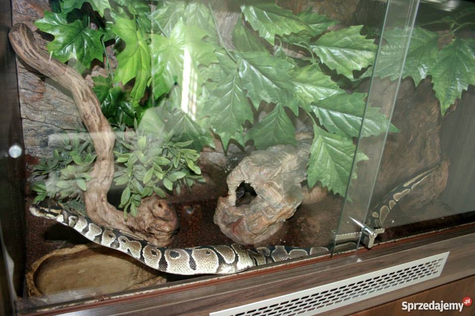 Pyton królewski terrarium Łódź sprzedam