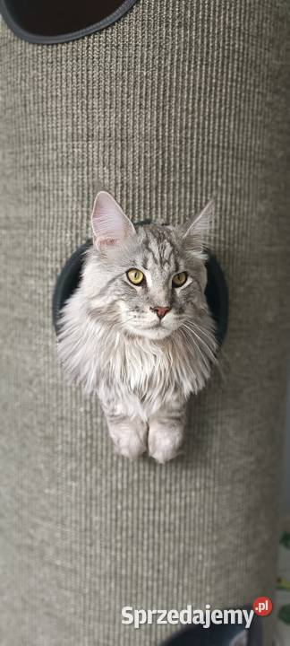 Kocur Maine Coon dolnośląskie Głogów