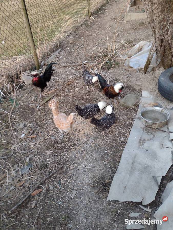 Jaja czubatek polskich Jaja małopolskie Zakopane sprzedam