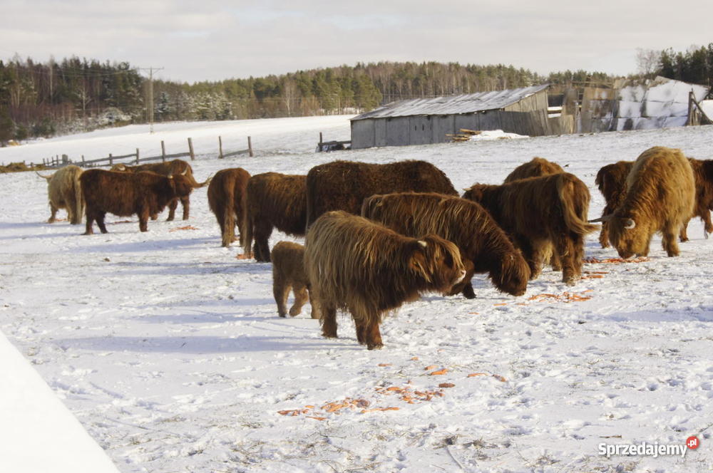 stado bydła Highland Cattle szkocka górska Niepoczołowice