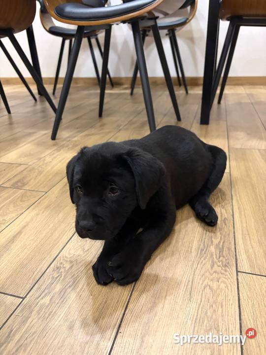 Labrador Retriever suczka gotowa do odbioru