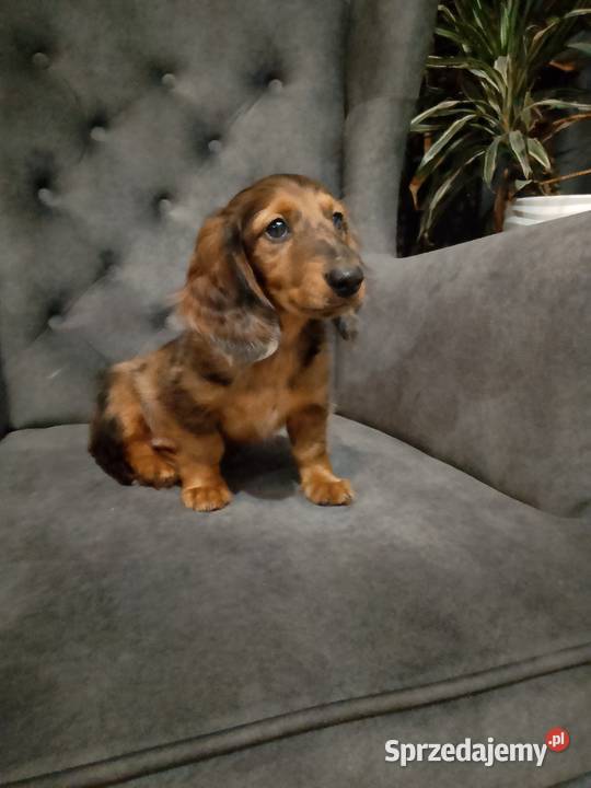 Jamnik długowłosy merle piesek mazowieckie