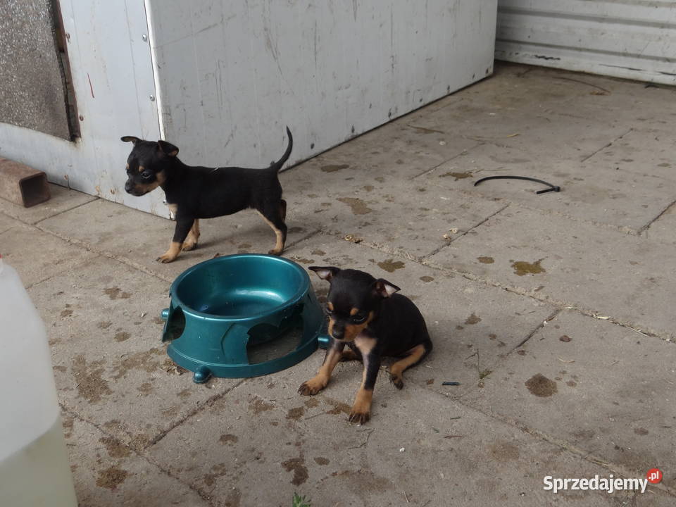 Pinczer ratlerek ratlerki miniaturka Wierzbica