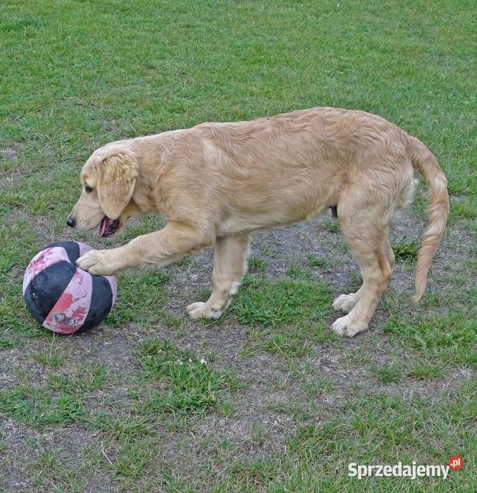 Golden retriever Golden Retriever Przysucha