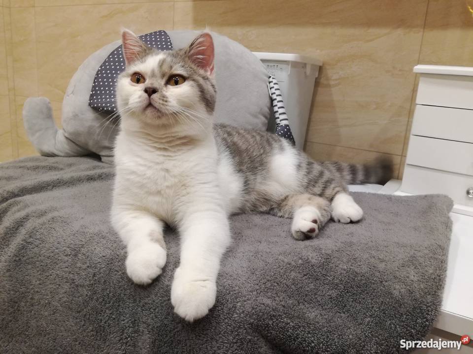 Sprzedam koty brytyjskie