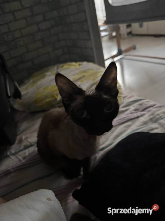 Kot devon rex 4 lata Łódź