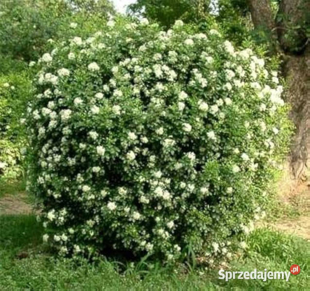 JAŚMIN POMARAŃCZOWY Murraya paniculata NASIONA Lubanie