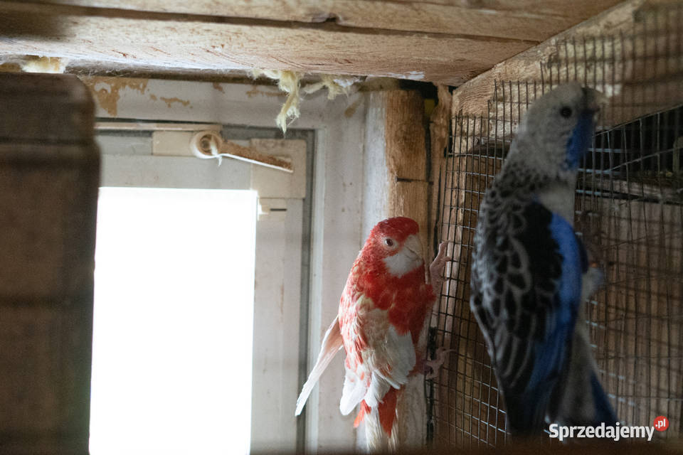 Papugi Rozella Królewska para podkarpackie Chmielnik