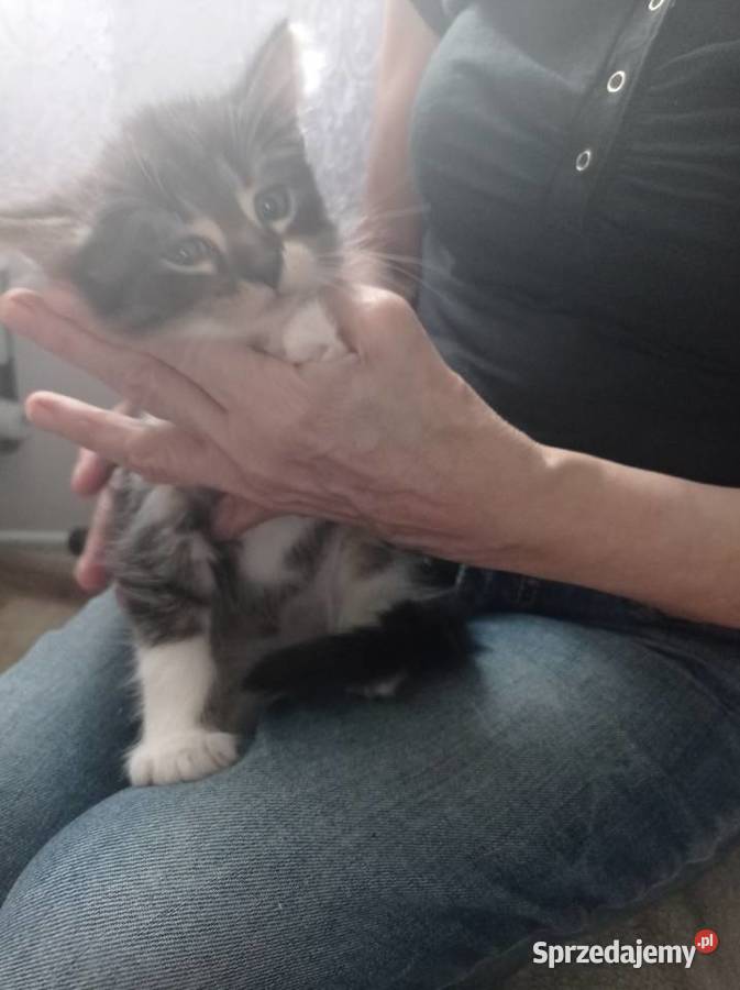 Kocięta 7 tyg Żelechów