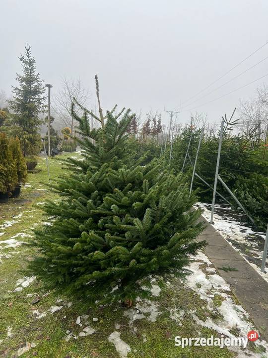Jodła Kaukaska cięta Choinka na Święta Możliwość dolnośląskie