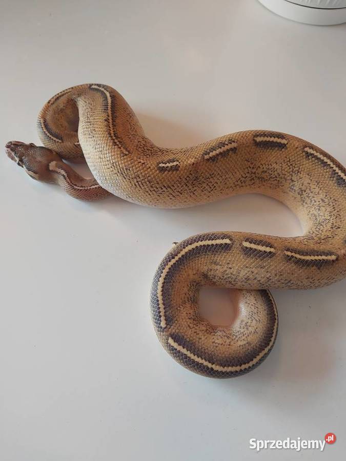 Pyton królewski samiec highway Orange dream pomorskie Reda