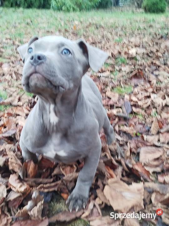 Mocny Amstaff Lublin