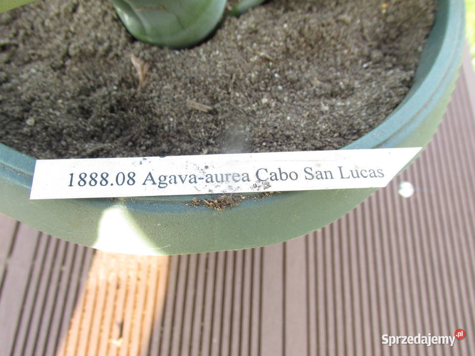 Żadka agawa kolekcjonerska z Meksyku Agave aurea małopolskie